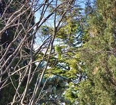 Drôle d'oiseau ce sympatique visiteur
