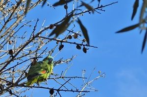 Drôle d'oiseau ce sympatique visiteur
