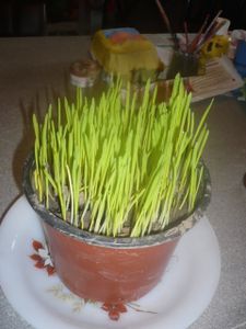 Herbe à chat maison: