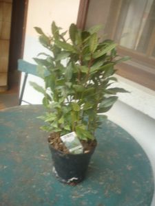 Acheté un plant de laurier sauce