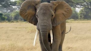 BBC - Africa elephants 'face survival threat' from poaching