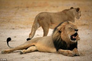 VOA - US Adds African Lions to Endangered List