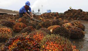 LaPresse.ca - L'Afrique, nouvel eldorado des industriels de l'huile de palme
