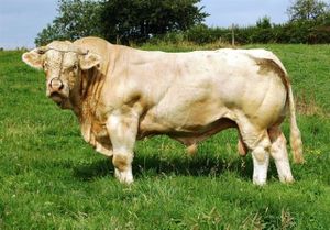 Charolais