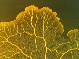 Un organisme vivant unicellulaire QUI SAIT APPRENDRE