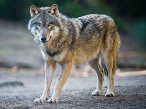 Plan Loup de Ségolène Royal: Zéro pointé sur les moyens autant que sur la méthode