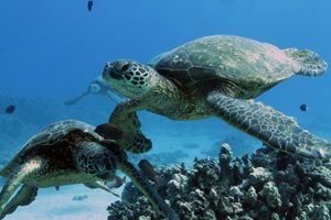 Pour la création de la plus grande réserve marine du monde