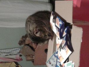 mon chat et son colis
