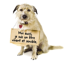 Un animal de compagnie n'est pas une chose