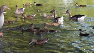 oies et canards sur les étangs de La Varenne