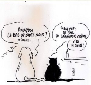 pourquoi le bal du "Chat Noir" ?