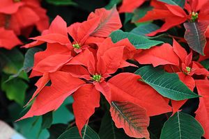 Poinsettia ou Six-mois Rouge