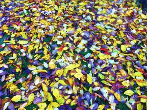 L’AUTOMNE AU JARDIN