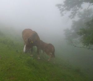 Jeudi 26 Juin:Huntto/Roncevaux/Burgeté - 23 km