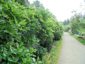 Vendredi 25 Juillet: Melide/Santa Irene - 32 km
