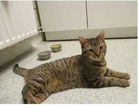 Adopté : Flynn