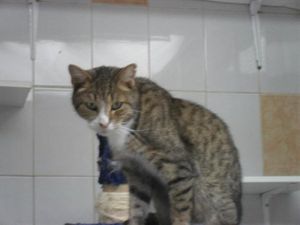 Adopté : NOEL