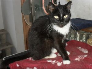 Chatte ADOPTEE : Chiquita