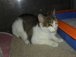 En F.A. avec option d'adoption : OLGA