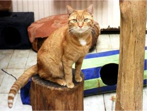 Chatte ADOPTEE : Caramelle