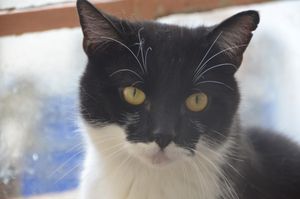 ADOPTE : Malabar