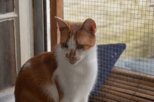 ADOPTE : Simba