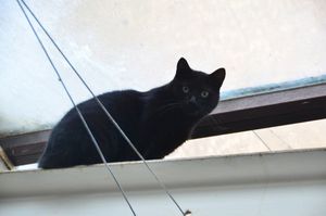 chat ADOPTE : Missou