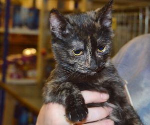 ADOPTEE : Bobette