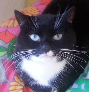 ADOPTEE : SUSHI : demi-siamoise de 9 ans