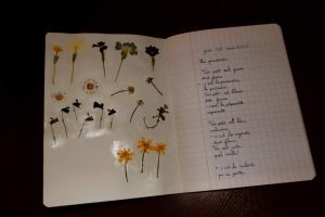 Les fleurs du printemps