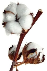 Le cotonnier : de la graine au tissu