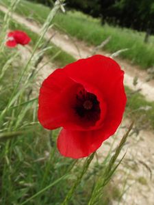 Petite leçon de choses : le coquelicot