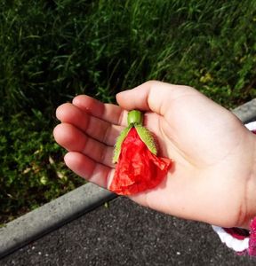 Petite leçon de choses : le coquelicot