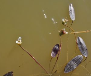 La saison bat son plein