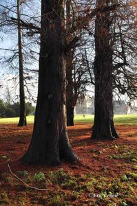 Domaine de Chantilly, site d'expo pour les journées des plantes "de Courson" à partir de cette année. Le cadre y est sublime.