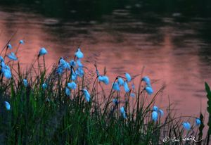 Dont au sujet de la linaigrette