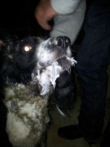 Recherche propriétaire de chien errant