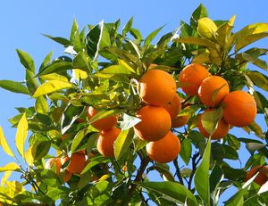 Arrivage d'ORANGES/CITRONS