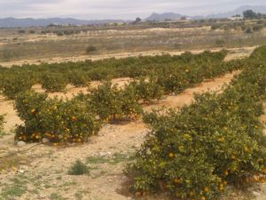 Cueillette des oranges/citrons