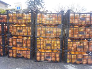 ORANGES ARRIVEES