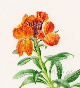 Giroflée et Vélar