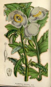 Pavots de l'Himalaya