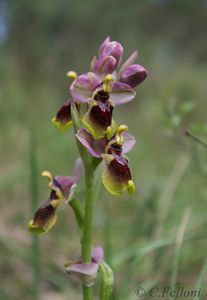 Ophrys tenthredinifera
