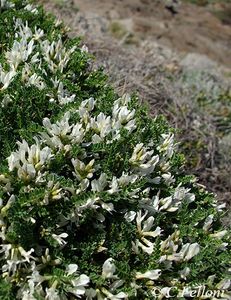 Astragalus tragacantha