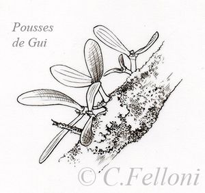 Un hémiparasite: le Gui