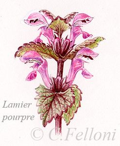 Lamium purpureum, le Lamier pourpre