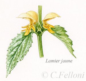 Lamium galeobdolon, le Lamier jaune
