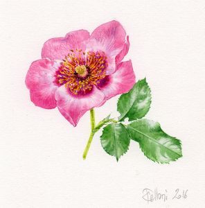 Fleurs printanières à la Sédelle