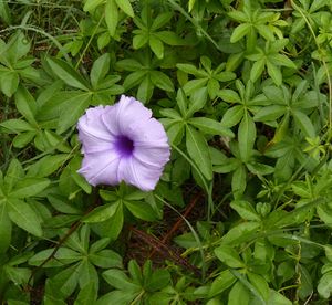 Ipomoea cairica