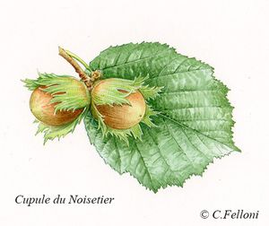 Cônes et Cupules